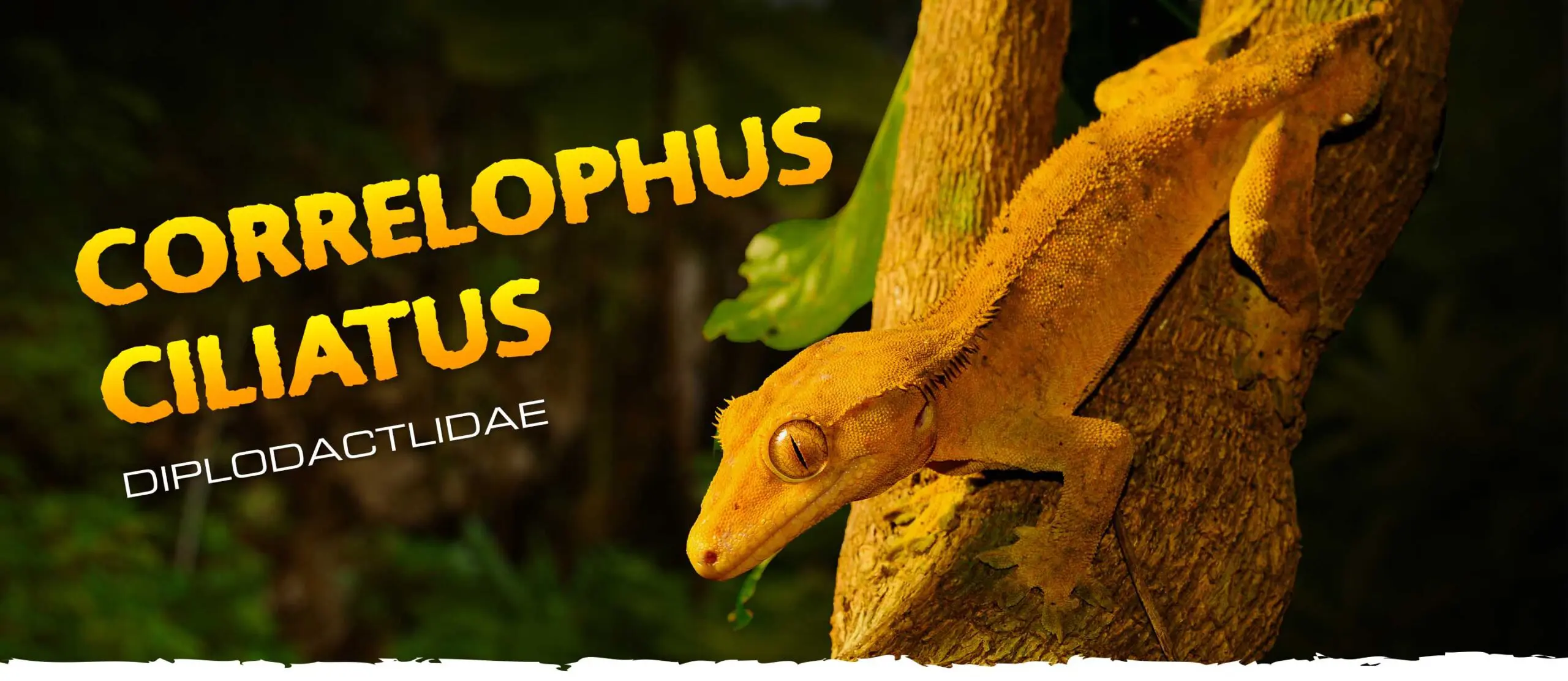 Kronegekko (Crested gecko) – Pasning, Terrarium & Udstyr